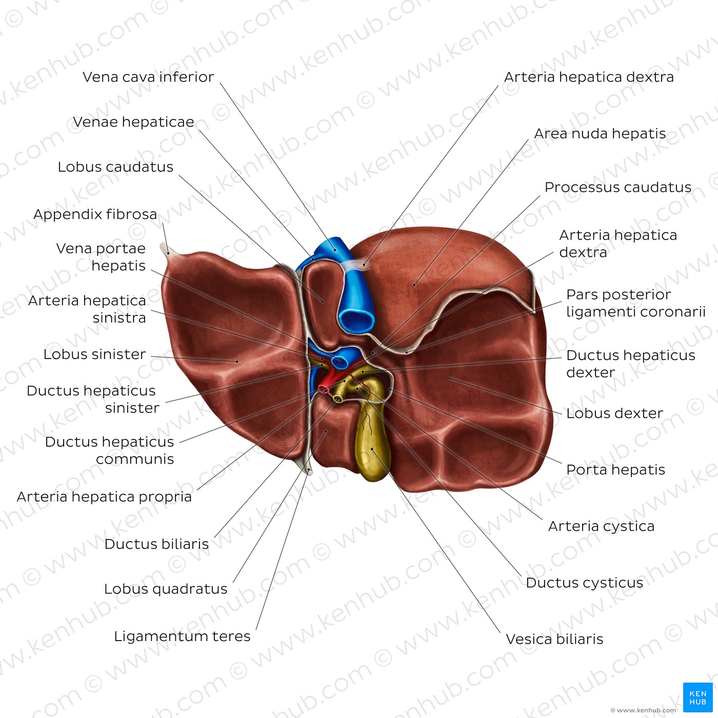 Vena portae hepatis (Pfortader) Anatomie und Klinik Kenhub