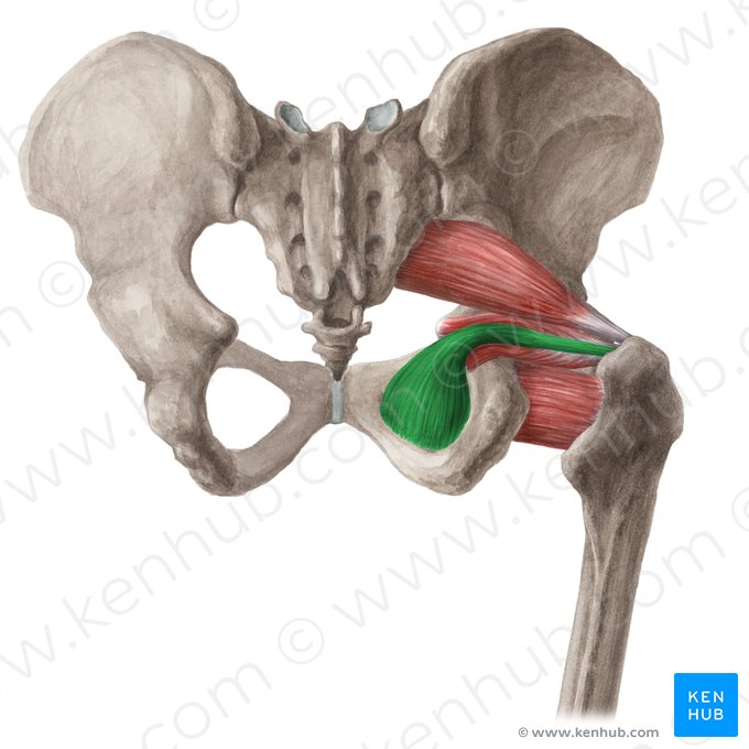 Músculo obturador interno (Musculus obturatorius internus); Imagem: Liene Znotina