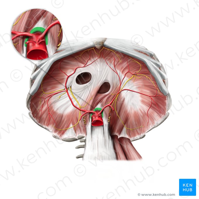 Ligamento arcuato medio (Ligamentum arcuatum medianum); Imagen: Paul Kim