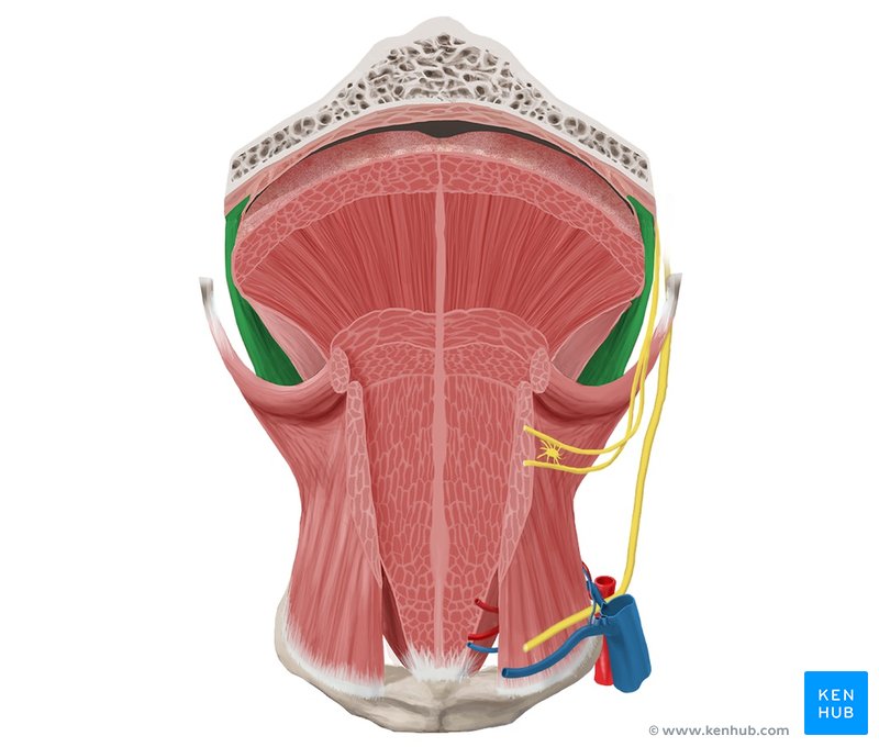 Palatoglossus muscle - ventral view