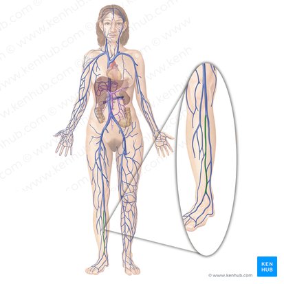 Vena tibial anterior (Vena tibialis anterior); Imagen: Begoña Rodriguez