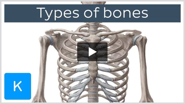 Bones: Anatomy, function, types and clinical aspects