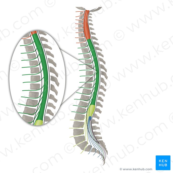 Nervos espinais T1-T12 (Nervi spinales T1-T12); Imagem: Irina Münstermann