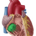 Heart valves