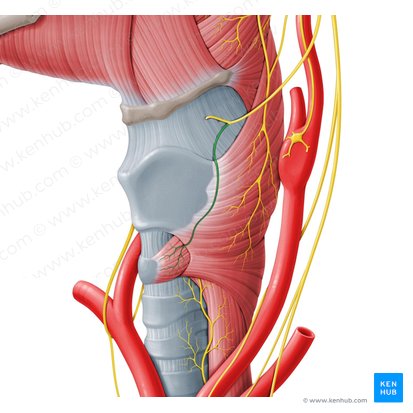 Ramo externo do nervo laríngeo superior (Ramus externus nervi laryngei superioris); Imagem: Paul Kim