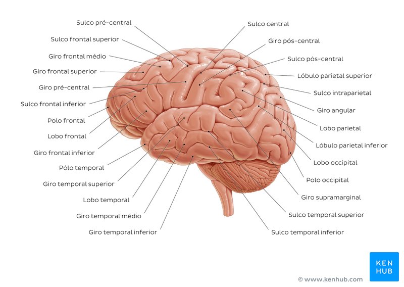 Anatomia do cérebro - vista lateral-esquerda