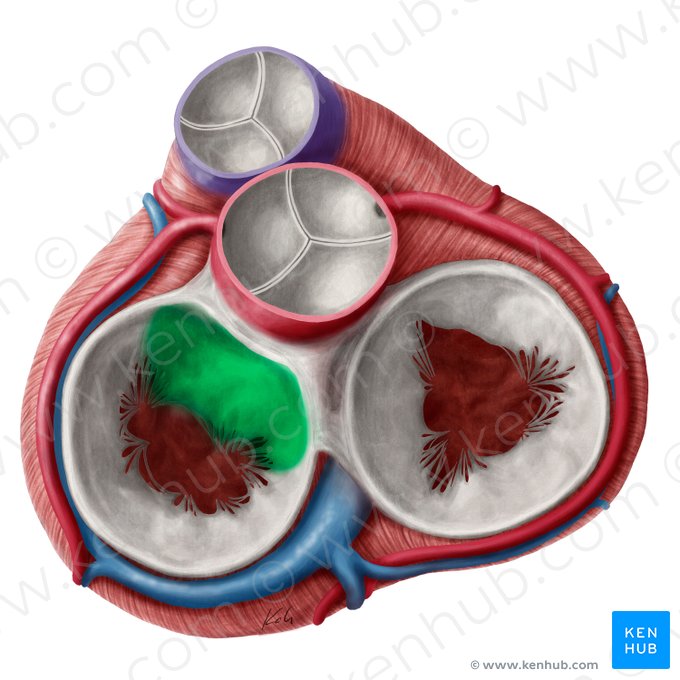 Cúspide anterior de la valva atrioventricular izquierda (Cuspis anterior valvae atrioventricularis sinistrae); Imagen: Yousun Koh