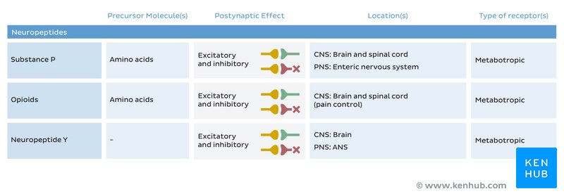 Table with the main neuropeptides, their location, type and postsynaptic effect.