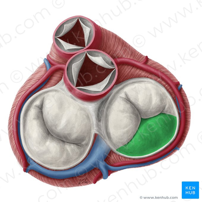 Inferior leaflet of right atrioventricular valve (Cuspis inferior valvae atrioventricularis dextrae); Image: Yousun Koh