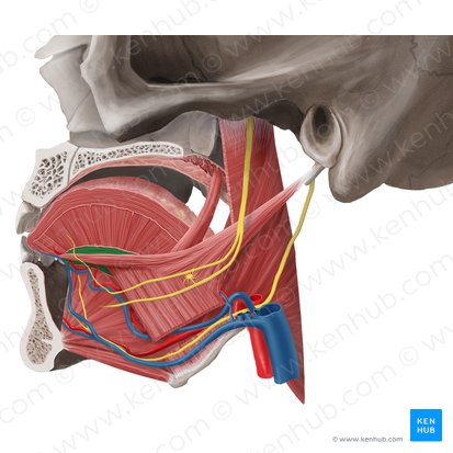 Músculo longitudinal inferior de la lengua (Musculus longitudinalis inferior linguae); Imagen: Begoña Rodriguez