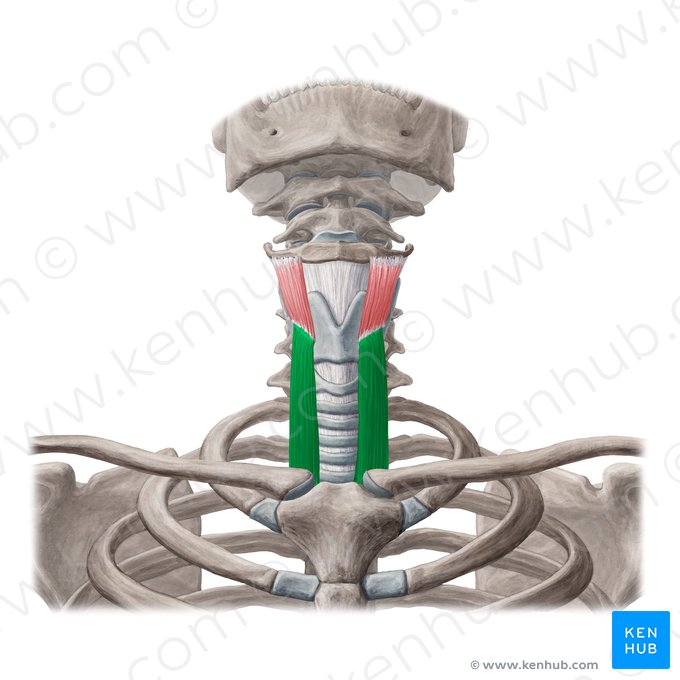 Musculus sternothyroideus (Brustbein-Schildknorpel-Muskel); Bild: Yousun Koh