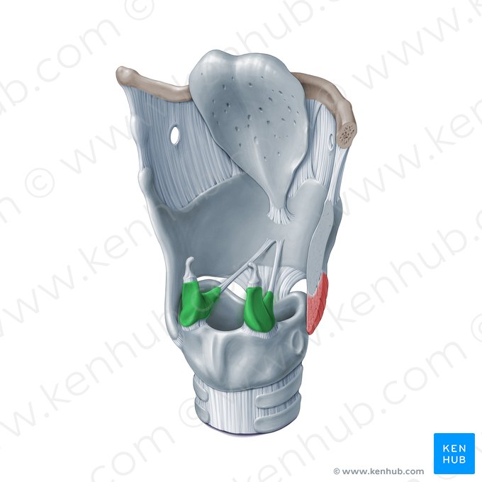 Arytenoid cartilage (Cartilago arytenoidea); Image: Paul Kim