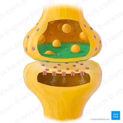 Membrane présynaptique (Membrana presynaptica); Image : Tal Bavli Ziv