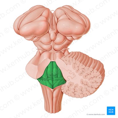 Rhomboid fossa of fourth ventricle (Fossa rhomboidea ventriculi quarti); Image: Paul Kim