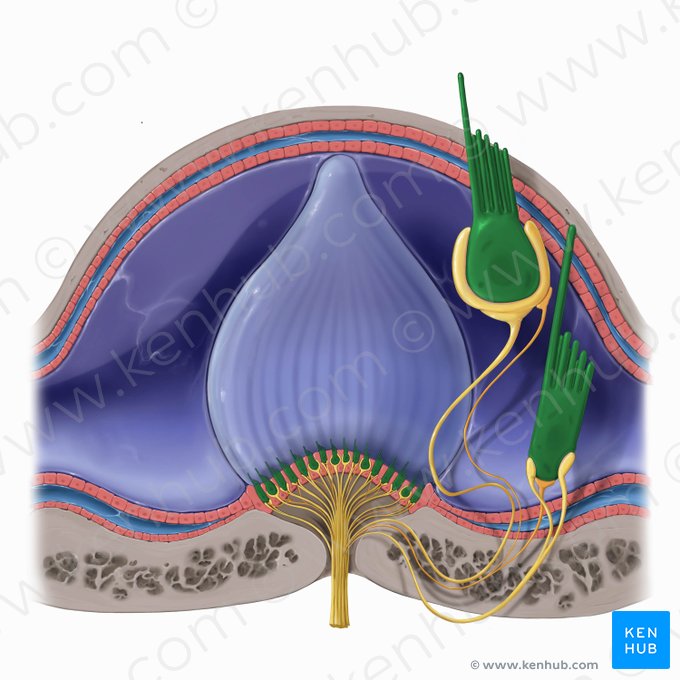 Vestibular hair cell (Vestibulocytus); Image: Tal Bavli Ziv