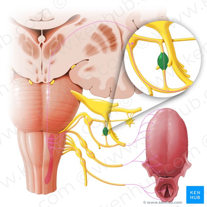 Ganglio ótico (Ganglion oticum); Imagen: Paul Kim