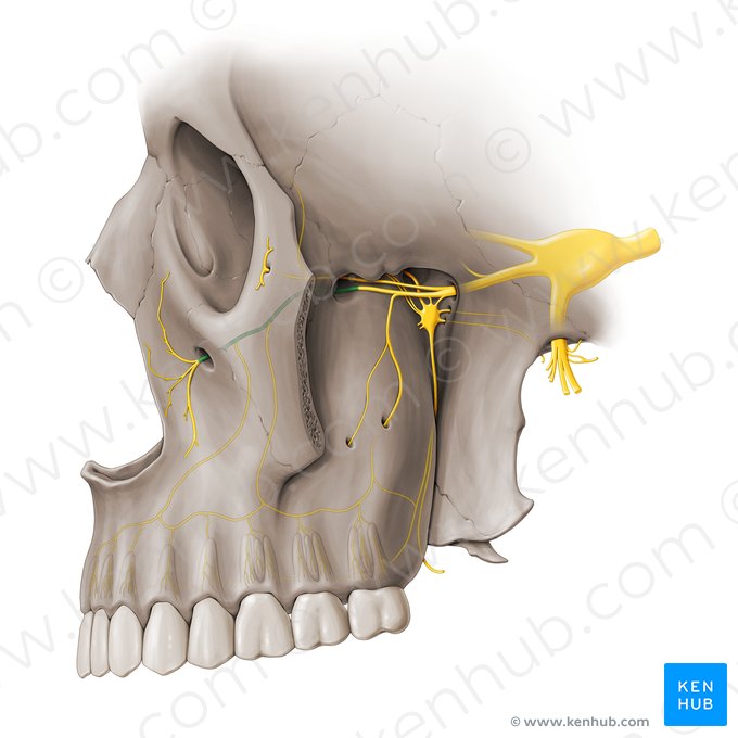 Nervo infraorbital (Nervus infraorbitalis); Imagem: Paul Kim