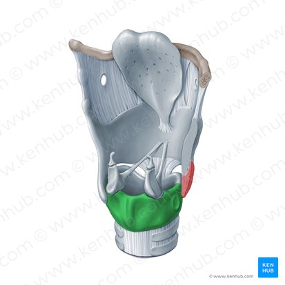 Lamina of cricoid cartilage (Lamina cartilaginis cricoideae); Image: Paul Kim