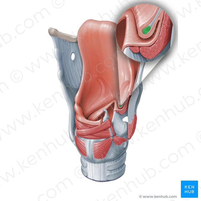 Ligamento vestibular (Ligamentum vestibulare); Imagen: Paul Kim