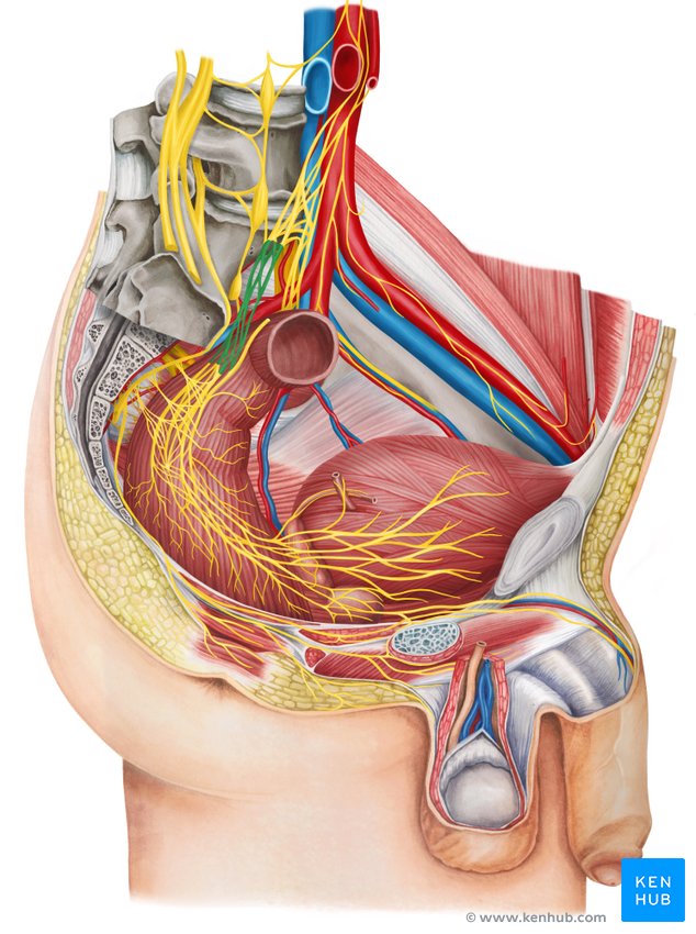 Right hypogastric nerve - lateral-right view