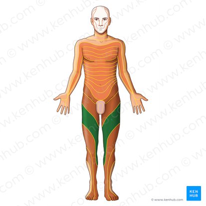 Dermátomo L3 (Dermatoma L3); Imagem: Irina Münstermann
