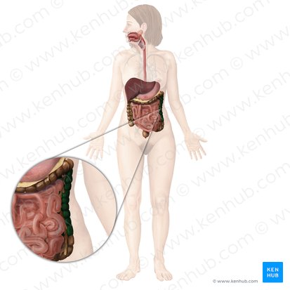 Colon descendens (Absteigender Dickdarm); Bild: Begoña Rodriguez