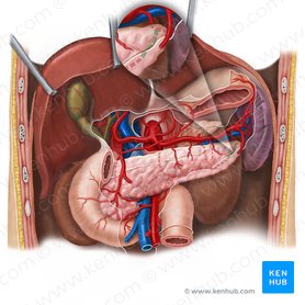 Arteria caudae pancreatis (Bauchspeicheldrüsenschwanzarterie); Bild: Esther Gollan