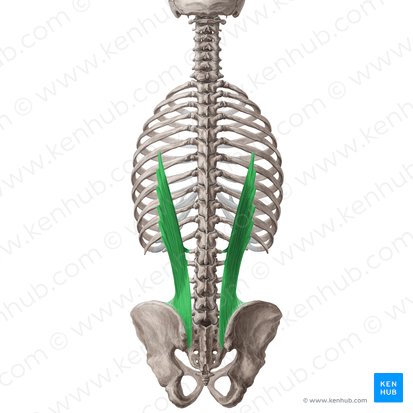 Musculus iliocostalis lumborum (Darmbein-Rippen-Muskel der Lende); Bild: Yousun Koh