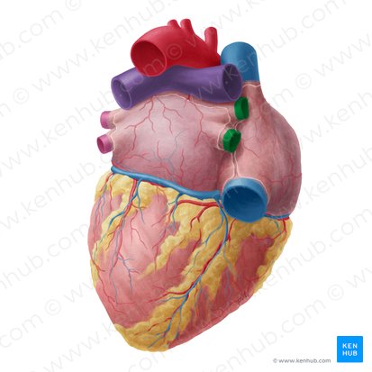 Right pulmonary veins (Venae pulmonales dextrae); Image: Yousun Koh