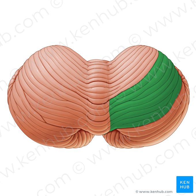 Lobule quadrangulaire postérieur du cervelet (Lobulus quadrangularis posterior cerebelli); Image : Paul Kim