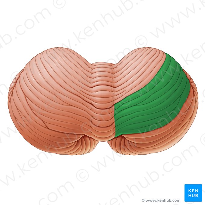 Posterior quadrangular lobule of cerebellum (Lobulus quadrangularis posterior cerebelli); Image: Paul Kim