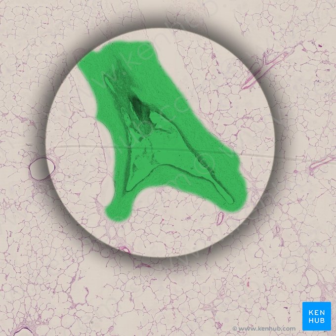 Arteria pulmonalis (Lungenarterie); Bild: 