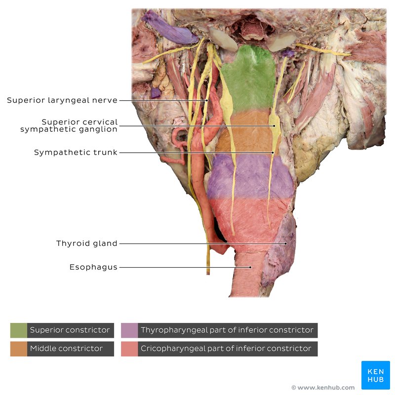 Posterior pharyngeal wall