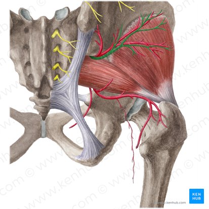 Nervo glúteo superior (Nervus gluteus superior); Imagem: Liene Znotina