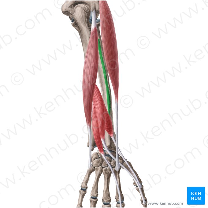 Posterior border of radius (Margo posterior radii); Image: Yousun Koh