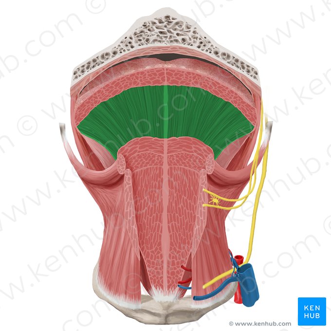 Vertical muscle of tongue (Musculus verticalis linguae); Image: Begoña Rodriguez