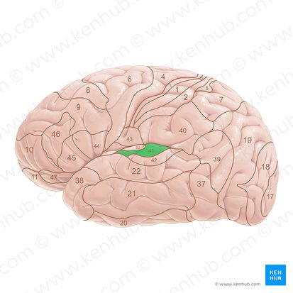 Brodmann area 41 (Area Brodmann 41); Image: Paul Kim