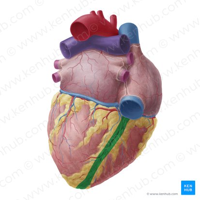 Sulcus interventricularis inferior (Untere Zwischenkammerfurche); Bild: Yousun Koh