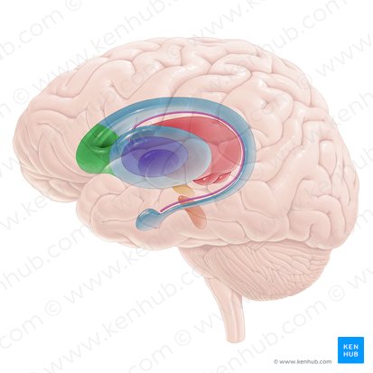 Cabeza del núcleo caudado (Caput nuclei caudati); Imagen: Paul Kim