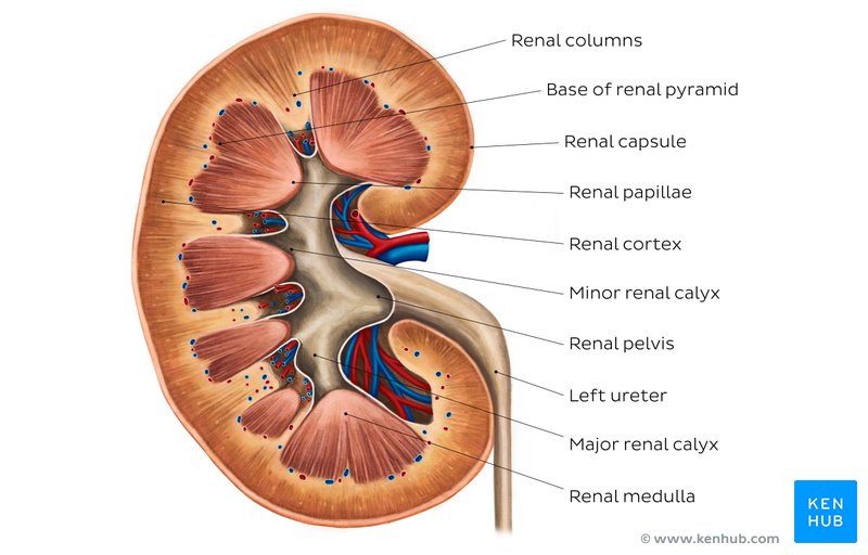 Internal anatomy of the kidney (overview)