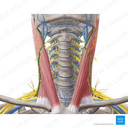 Vena yugular externa (Vena jugularis externa); Imagen: Yousun Koh