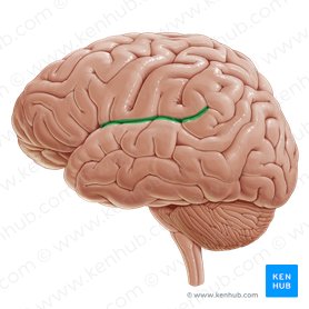 Ramo posterior do sulco cerebral lateral (Ramus posterior sulci lateralis); Imagem: Paul Kim