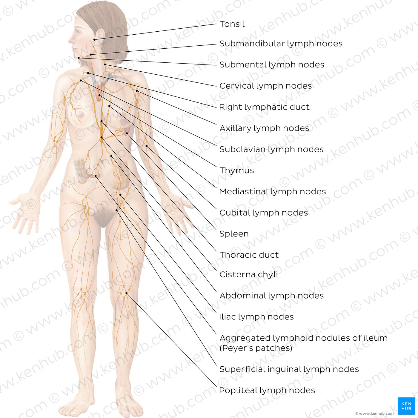 The lymphatic system (diagram)