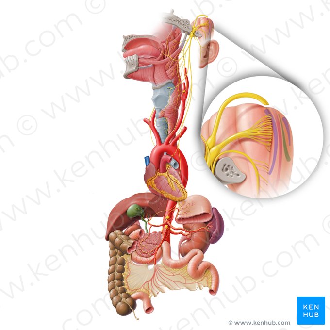 Nucleus tractus solitarii (Kern des Solitärtrakts); Bild: Paul Kim