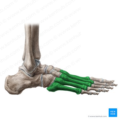 Metatarsal bones (Ossa metatarsi); Image: Liene Znotina