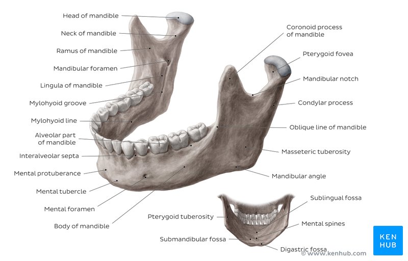 Overview of the mandible