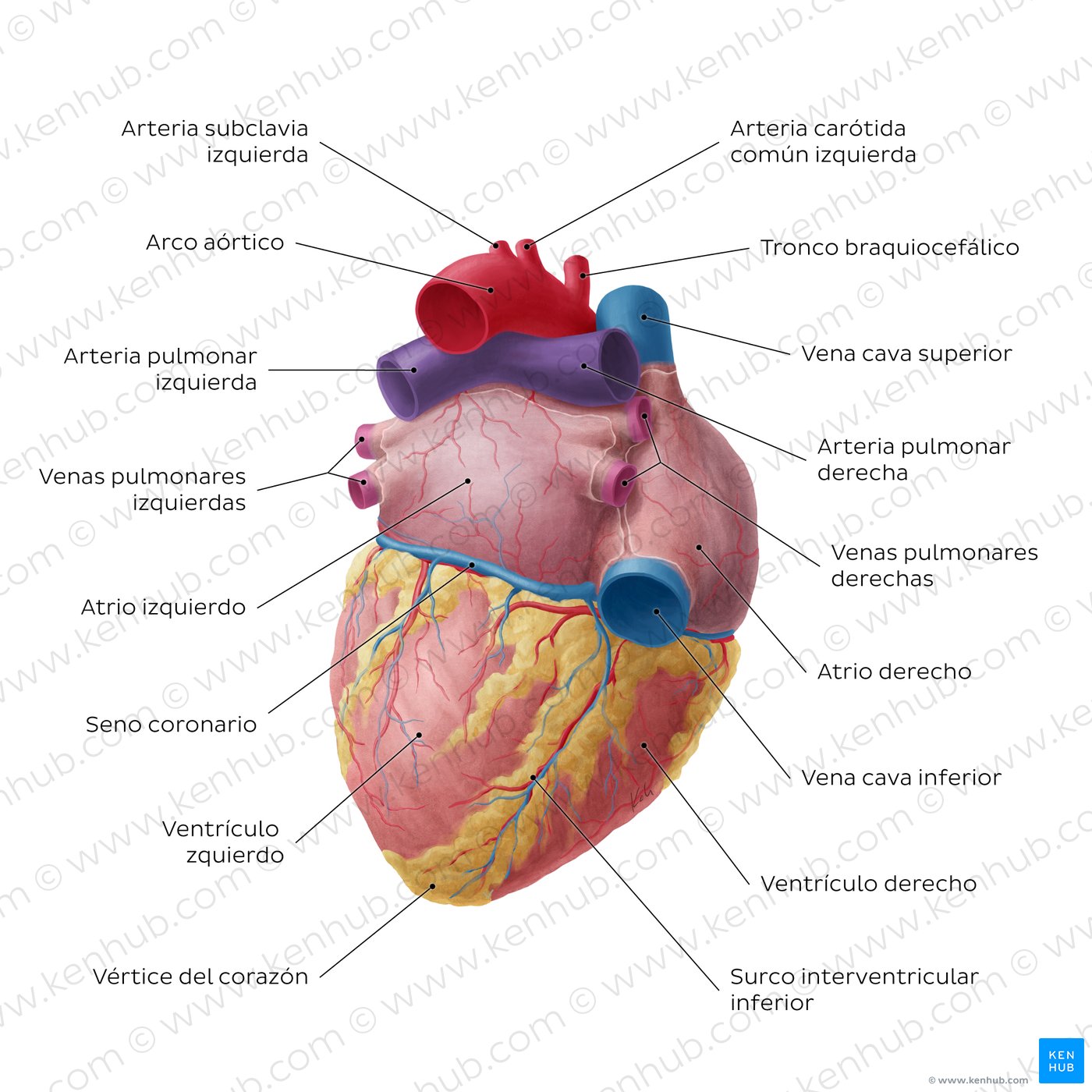 Visión posteroinferior del corazón