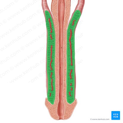 Corpo cavernoso do pênis (Corpus cavernosum penis); Imagem: Samantha Zimmerman
