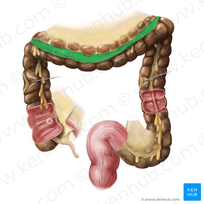 Greater omentum (Omentum majus); Image: Begoña Rodriguez