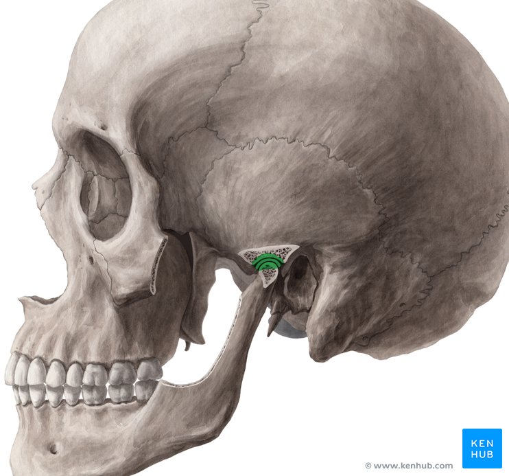 Kiefergelenk: Anatomie, Aufbau, Kaumuskeln und Funktion | Kenhub